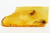 Detailed Fossil Cricket (Gryllidae) In Baltic Amber #272660-1